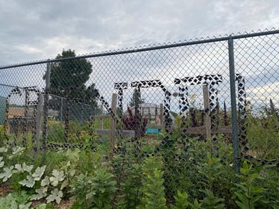 Garden from outside the fence