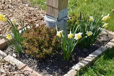 Spring Daffodils