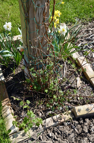 Hops vine