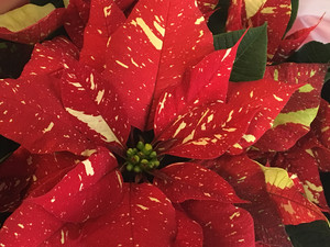 Jingle Bell Pointsettia