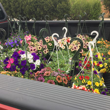 Hanging Baskets